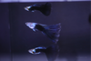 HB Blue Guppy