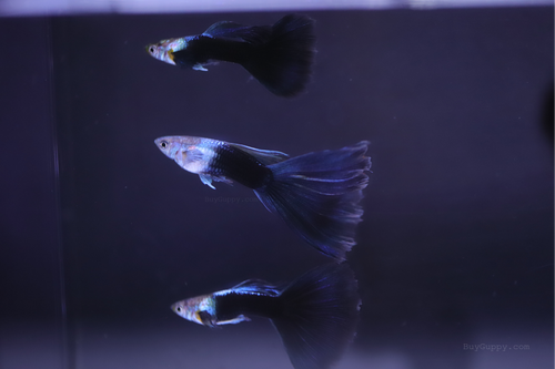 HB Blue Guppy