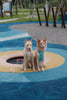 NO PULL ACTIVE  PET HARNESS - APRICOT