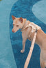 NO PULL ACTIVE  PET HARNESS - APRICOT
