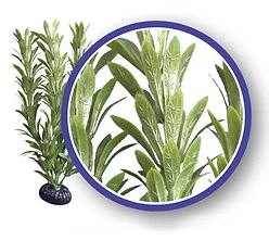 Weco Freshwater Series Anacharis Aquarium Plant