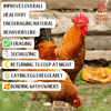 BEE A Beautiful Hen Herbal Treat With Mealworms, Wheat, & Rose Petals For Chickens