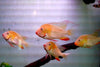 Albino Geophagus Heckelii- Albino Threadfin Acara 2.5-3
