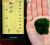 Large Marimo Moss Ball 1 pc 4-5cm LIVE Marimo Moss Ball Pet - Japanese Algae Ball