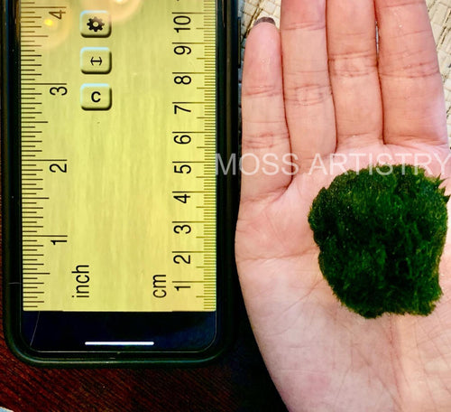 Large Marimo Moss Ball 1 pc 4-5cm LIVE Marimo Moss Ball Pet - Japanese Algae Ball