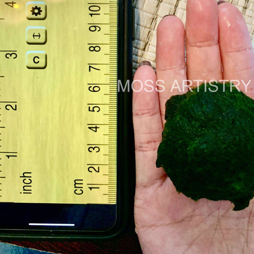 1PCS Marimo Moss Balls For Aquarium Multiple Size - Sample Minimum Kokedama Japanese Algae Ball Wholesale