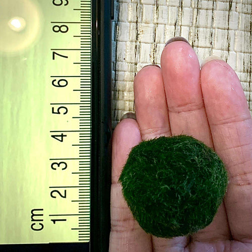 1PCS Marimo Moss Balls For Aquarium Multiple Size - Sample Minimum Kokedama Japanese Algae Ball Wholesale