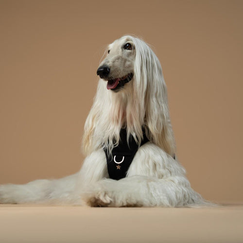 The NoMad Adjustable Luxe Harness - Rockstar