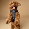 The NoMad Adjustable Luxe Harness - Rockstar