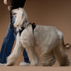 The NoMad Adjustable Luxe Harness - Rockstar