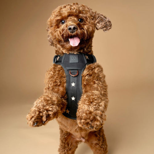 The NoMad Adjustable Luxe Harness - Rockstar