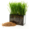 Non-GMO Wheat Seed for Wheatgrass and Cat Grass - Glyphosate Free