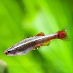 White Cloud Mountain Minnows 6 Pack