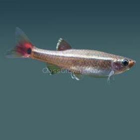 White Cloud Mountain Minnows 6 Pack