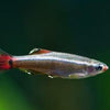 White Cloud Mountain Minnows 6 Pack