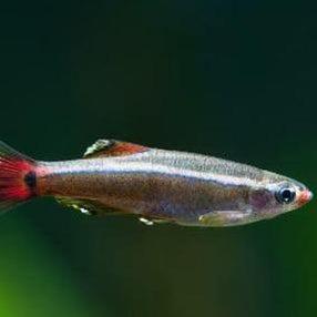White Cloud Mountain Minnows 6 Pack