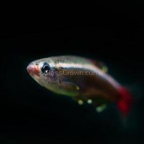 White Cloud Mountain Minnows 6 Pack