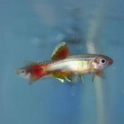 White Cloud Mountain Minnows 6 Pack