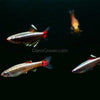 White Cloud Mountain Minnows 6 Pack