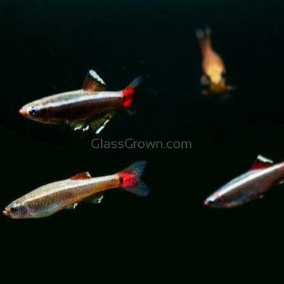 White Cloud Mountain Minnows 6 Pack