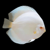 Snow White Discus (Symphysodon sp.) 4