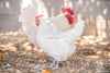 White American Bresse Chicks - Buy 10 + 5 Bonus Free (Unsexed, Shipping Included)