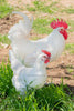 White American Bresse Chicks - Buy 10 + 5 Bonus Free (Unsexed, Shipping Included)