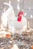White American Bresse Chicks - Buy 10 + 5 Bonus Free (Unsexed, Shipping Included)