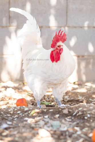 White American Bresse Chicks - Buy 10 + 5 Bonus Free (Unsexed, Shipping Included)