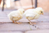 White American Bresse Chicks - Buy 10 + 5 Bonus Free (Unsexed, Shipping Included)