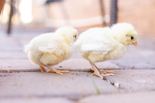 White American Bresse Chicks - Buy 10 + 5 Bonus Free (Unsexed, Shipping Included)