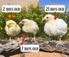 White American Bresse Chicks - Buy 10 + 5 Bonus Free (Unsexed, Shipping Included)