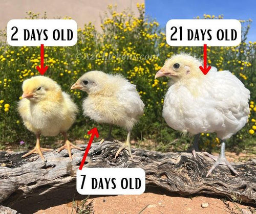 White American Bresse Chicks - Buy 10 + 5 Bonus Free (Unsexed, Shipping Included)