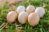 American Bresse Chicks - Assorted Colors - Buy 10 + 5 Bonus Free (Unsexed, Shipping Included)