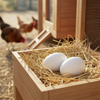 Little Giant Ceramic Nest Eggs 2 Pack 4 Count Fake Chicken Coop Eggs, White