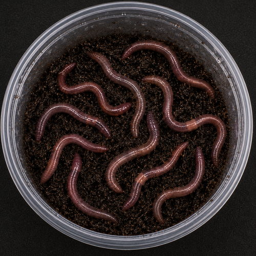 Live Nightcrawlers