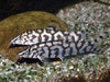 Pakistani Loach Yoyo Loach (Botia almorhae)