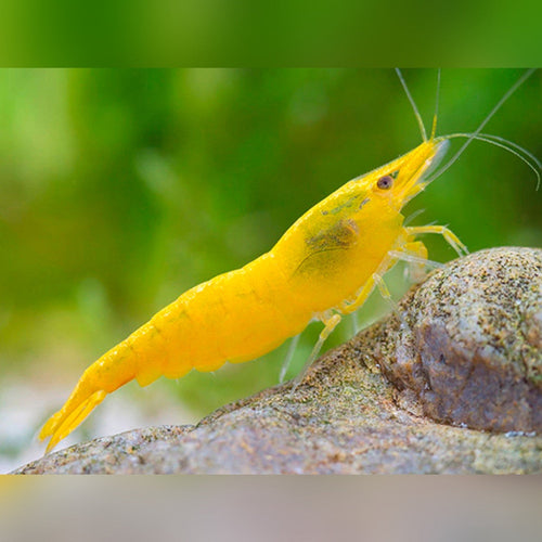 Yellow shrimp