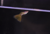 Albino Yellow Lace guppy