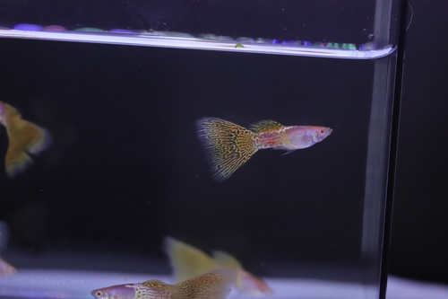 Albino Yellow Lace guppy