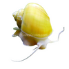 Golden Mystery Snail
