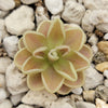 Pinguicula Yucca Do 1717