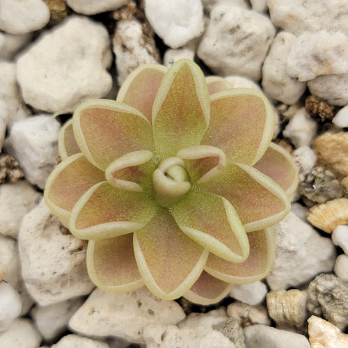 Pinguicula Yucca Do 1717