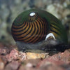 Zebra Nerite Snails 3 Pack