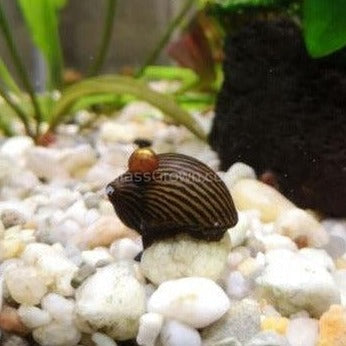 Zebra Nerite Snails 3 Pack