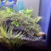 Zebra Nerite Snails 3 Pack
