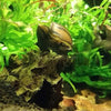 Zebra Nerite Snails 3 Pack