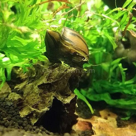 Zebra Nerite Snails 3 Pack