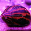 Zebra Nerite Snails 3 Pack