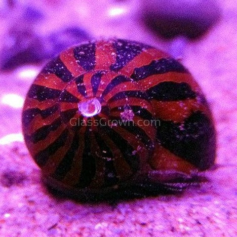 Zebra Nerite Snails 3 Pack